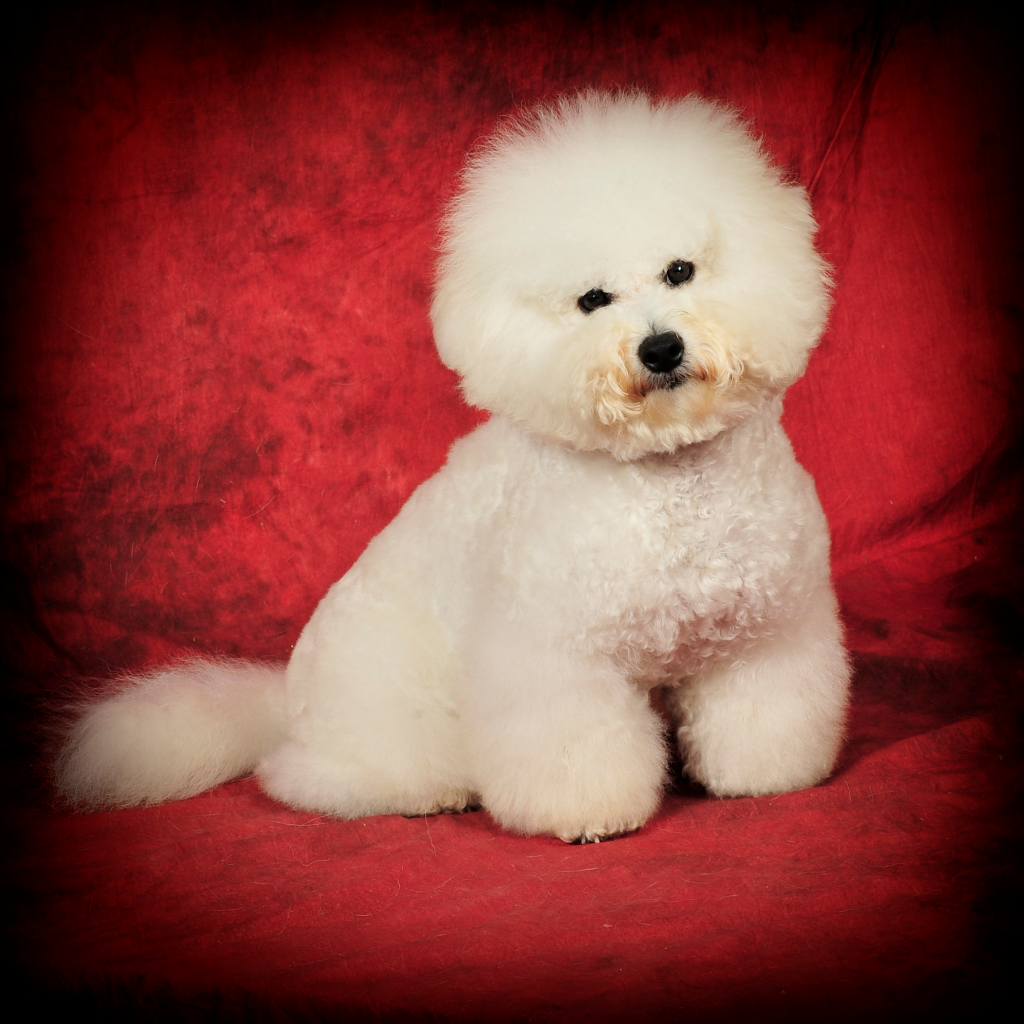 petsplace 3