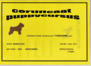 puppy Diploma Sifu 1